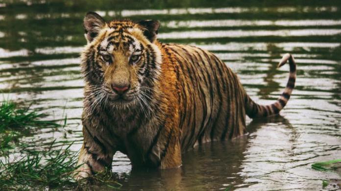 tiger-sundarban
